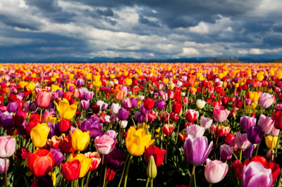 Tulips Art Home Decor Prints Overcast cloudy sky field of tulips Art. No: 10000007492