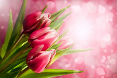 Tulips Art Home Decor Prints Pink Shimmering Background Three Tulips Art. No: 10000007493