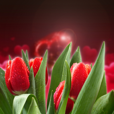 Tulips Art Home Decor Prints Red Tulips Dark Background Art. No: 10000007476