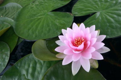 Pink Water Lily On Leaves