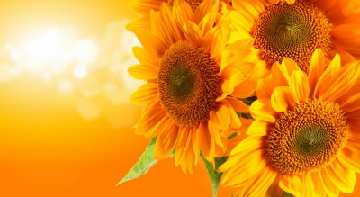 Sunflower Art & Photo Decor Bouquet of Sunflowers Art. No: 10000007469