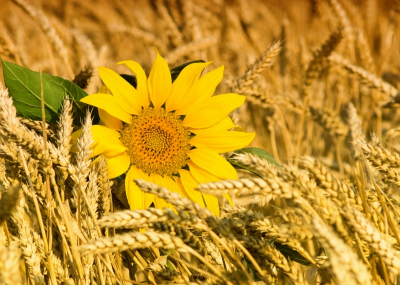 Sunflower Art & Photo Decor Sunflower Among Wheat Art. No: 10000007471