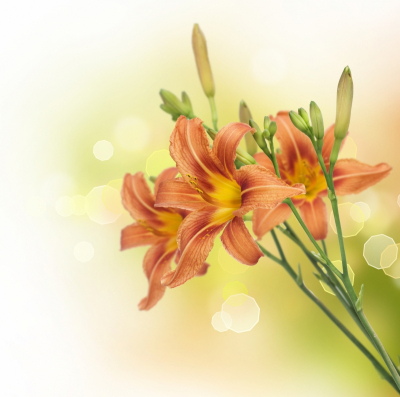 Floral Decor Art & Photo Prints Orange Lily Branch Art. No: 10000007386
