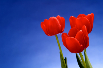Blue Sky Red Tulips