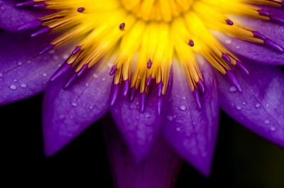 Floral Decor Art & Photo Prints Violet-Yellow Flower Petals Art. No: 10000007370