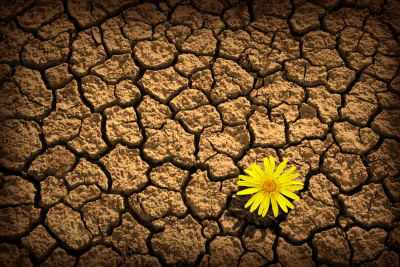 Yellow Flower In A Chapped Earth