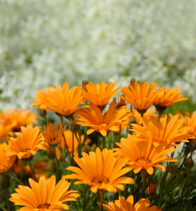 Orange Chrysanthemums Blurred Background
