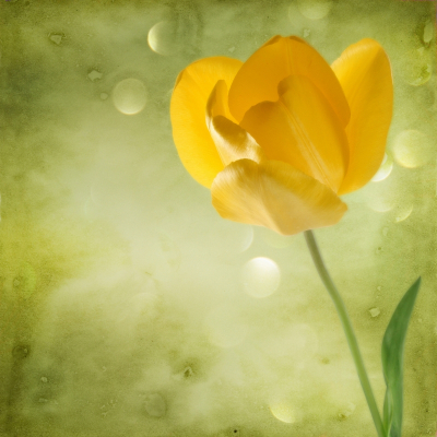 Floral Decor Art & Photo Prints Yellow Tulip Dirty-Green Background Art. No: 10000007377