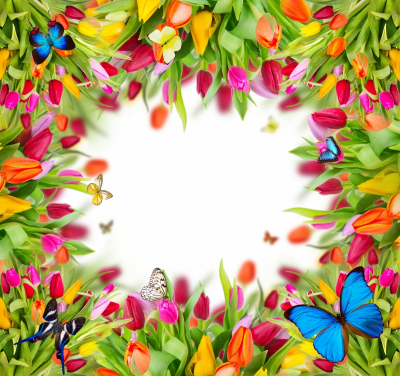 Frame Of Tulips And Butterflies