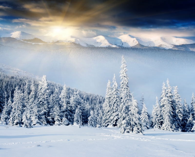 Forest wall murals & wallpaper Spruce Forest In winter Art. No: 10000006332