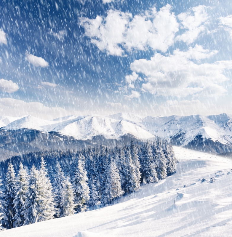 Forest wall murals & wallpaper Mountains and Trees Covered with Snow Art. No: 10000006371