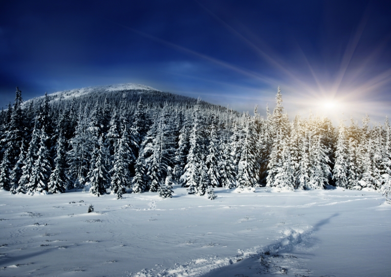 Forest wall murals & wallpaper Winter Sunset Christmas tree in the Snow Art. No: 10000006402
