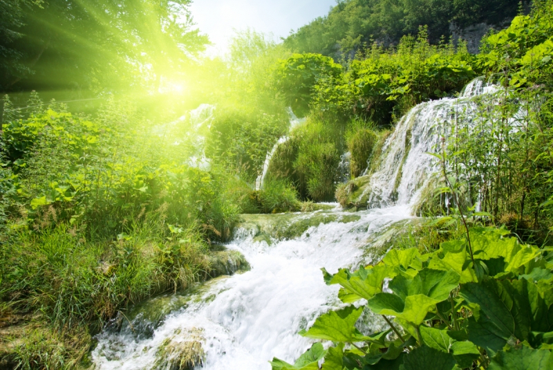 Waterfall Among Plants