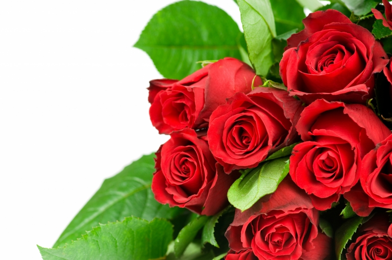 Roses wall murals & flower wallpaper Red Roses From the Right Side Art. No: 10000007468