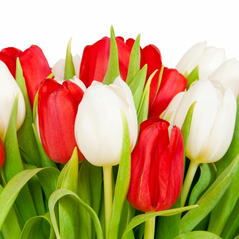 Red And White Tulips