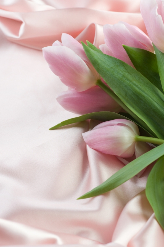 Edge Of A Bouquet Of Pink Tulips