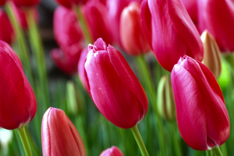 Buds Of Red Tulips