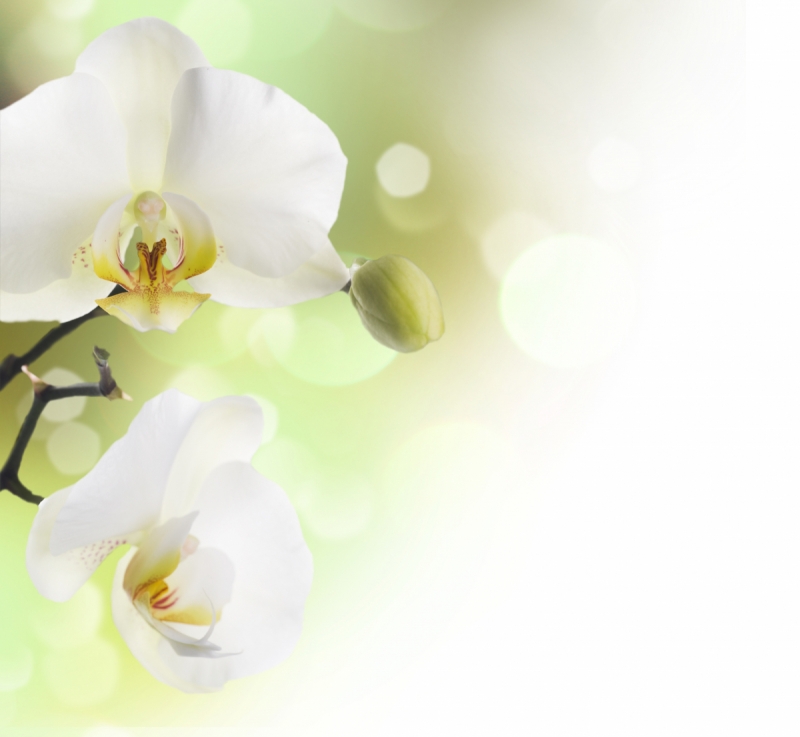 White Orchid Sideways