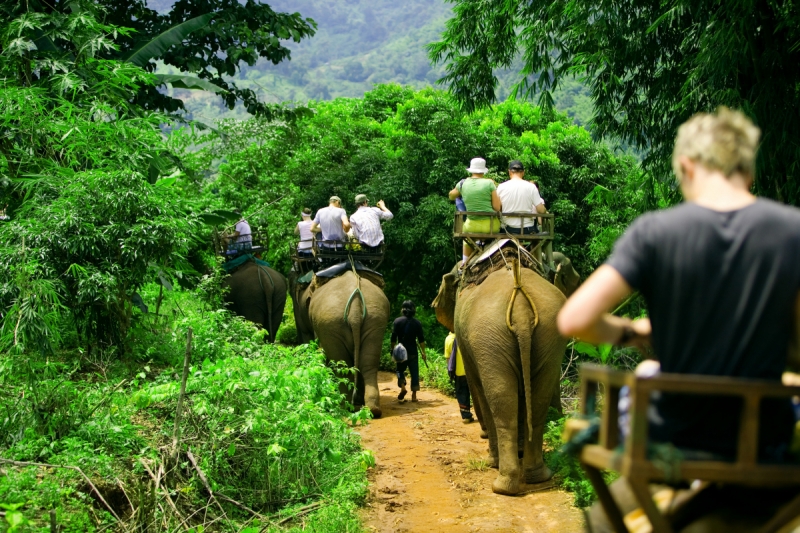 Beach & Sea Landscapes wall murals & wallpaper Tourists on Elephants in the Jungle Art. No: 10000008176