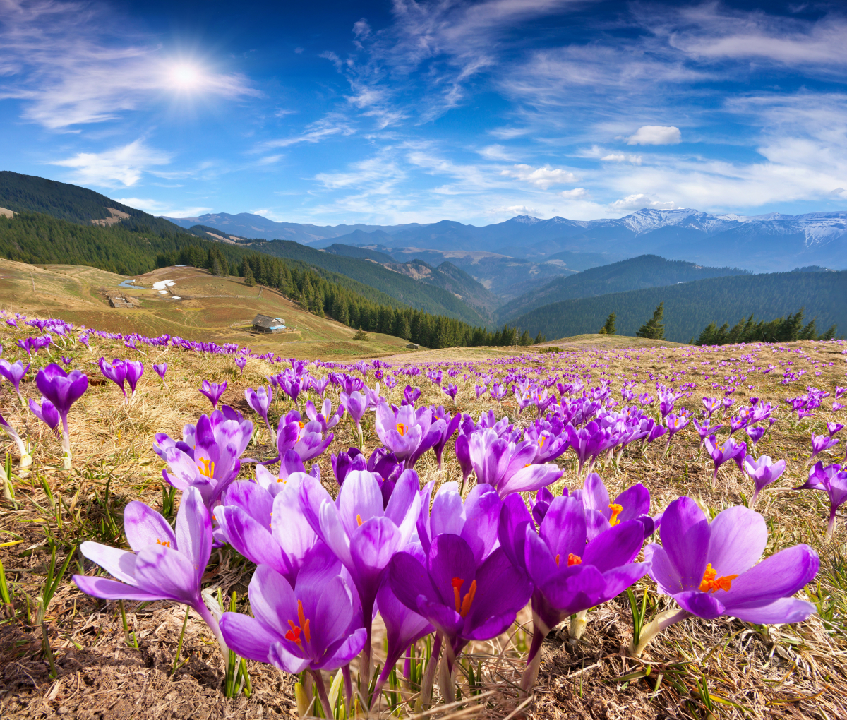 Buy Landscapes wall murals & wallpaper Violet Snowdrops In The Mountains Art. No: 10000018152