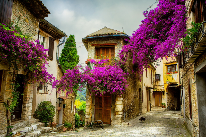 Floral Fresco Wall Murals & Photo Wallpapers Purple flowers on stone houses Art.No: 772676925864