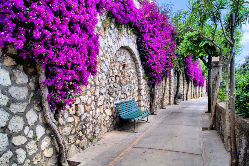 Floral Fresco Wall Murals & Photo Wallpapers Stone wall with purple flowers Art.No: 772676925867